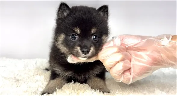 茨城県坂東市にて、ポメ柴の女の子のご家族様を募集しております...