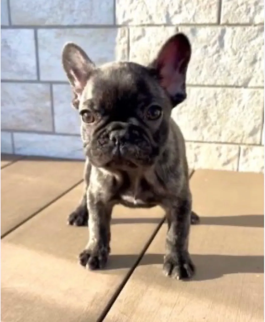 フレンチブルドッグ