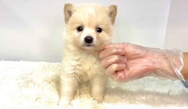 茨城県坂東市にて、ポメ柴の男の子のご家族様を募集しております...