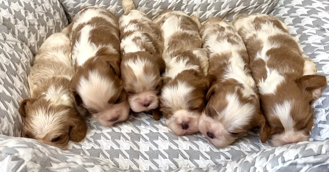 整列!!🐶🐶🐶