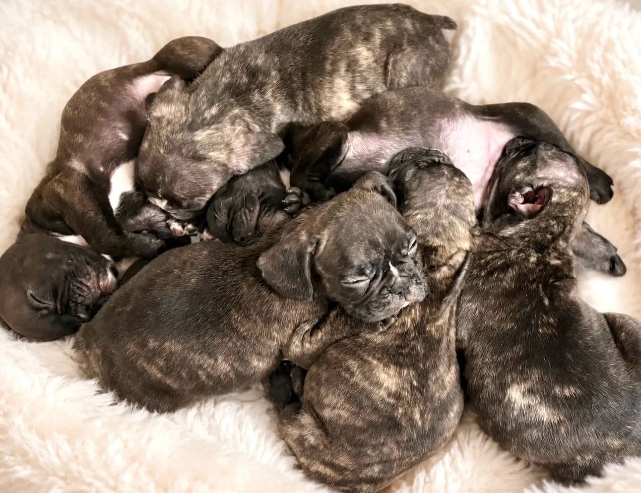 good night 🐶💤